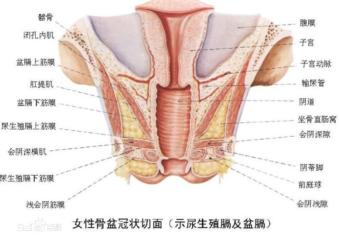 骨盆.jpg
